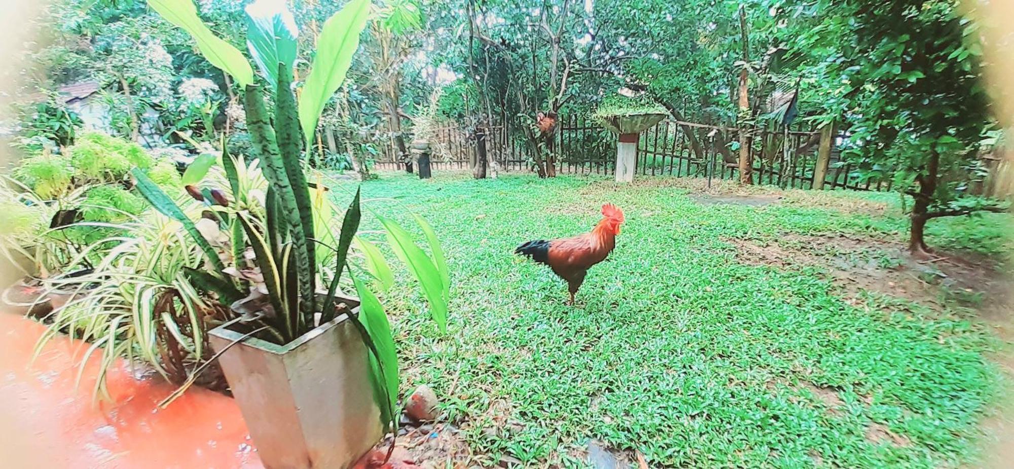 Bamboo Home Stay Hiriketiya Dickwella Zewnętrze zdjęcie