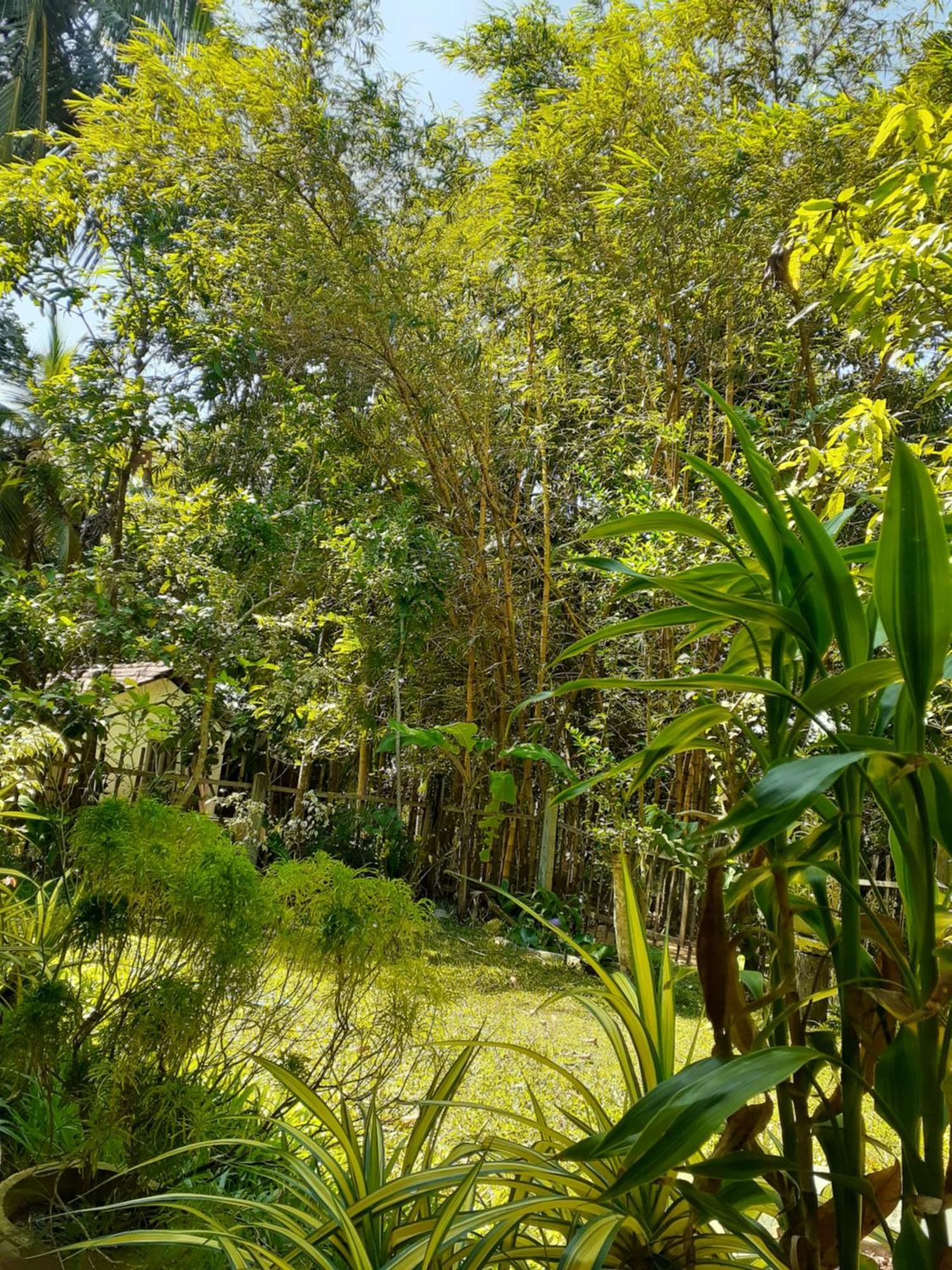 Bamboo Home Stay Hiriketiya Dickwella Zewnętrze zdjęcie